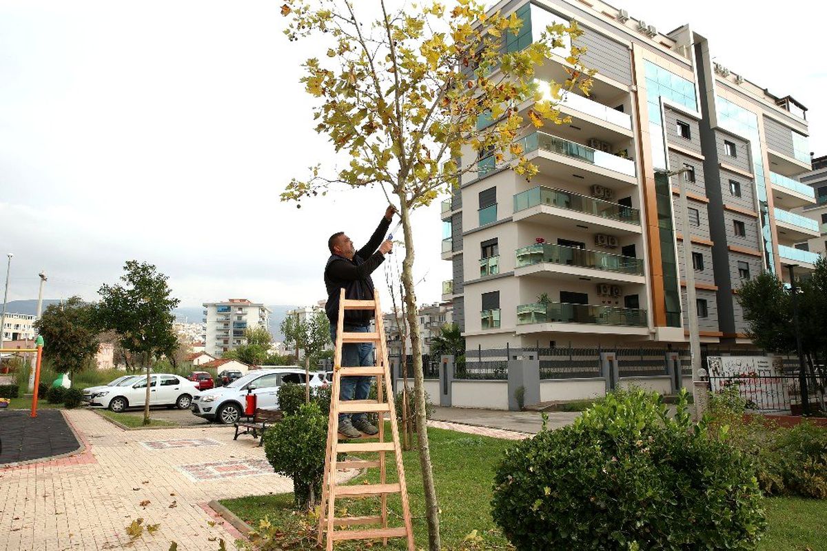 Çiğli\'de ömrünü tamamlamış ağaçlar değerlendiriliyor