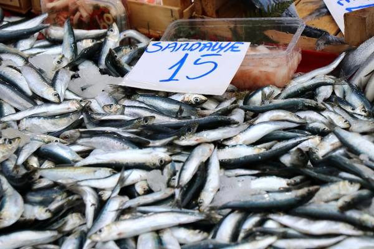 Edirne\'de hamsinin alternatifi sardalya oldu
