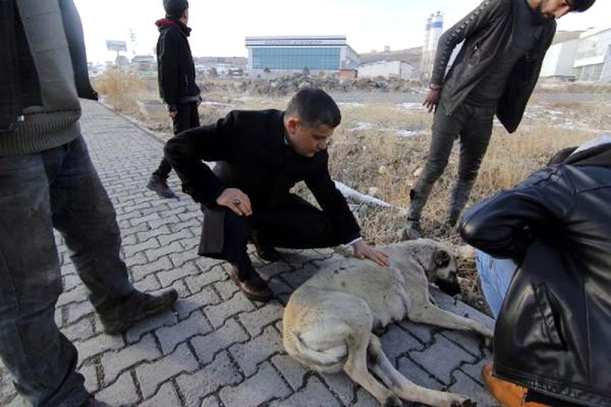 Erciş\'te yaralı köpeğe kaymakam sahip çıktı