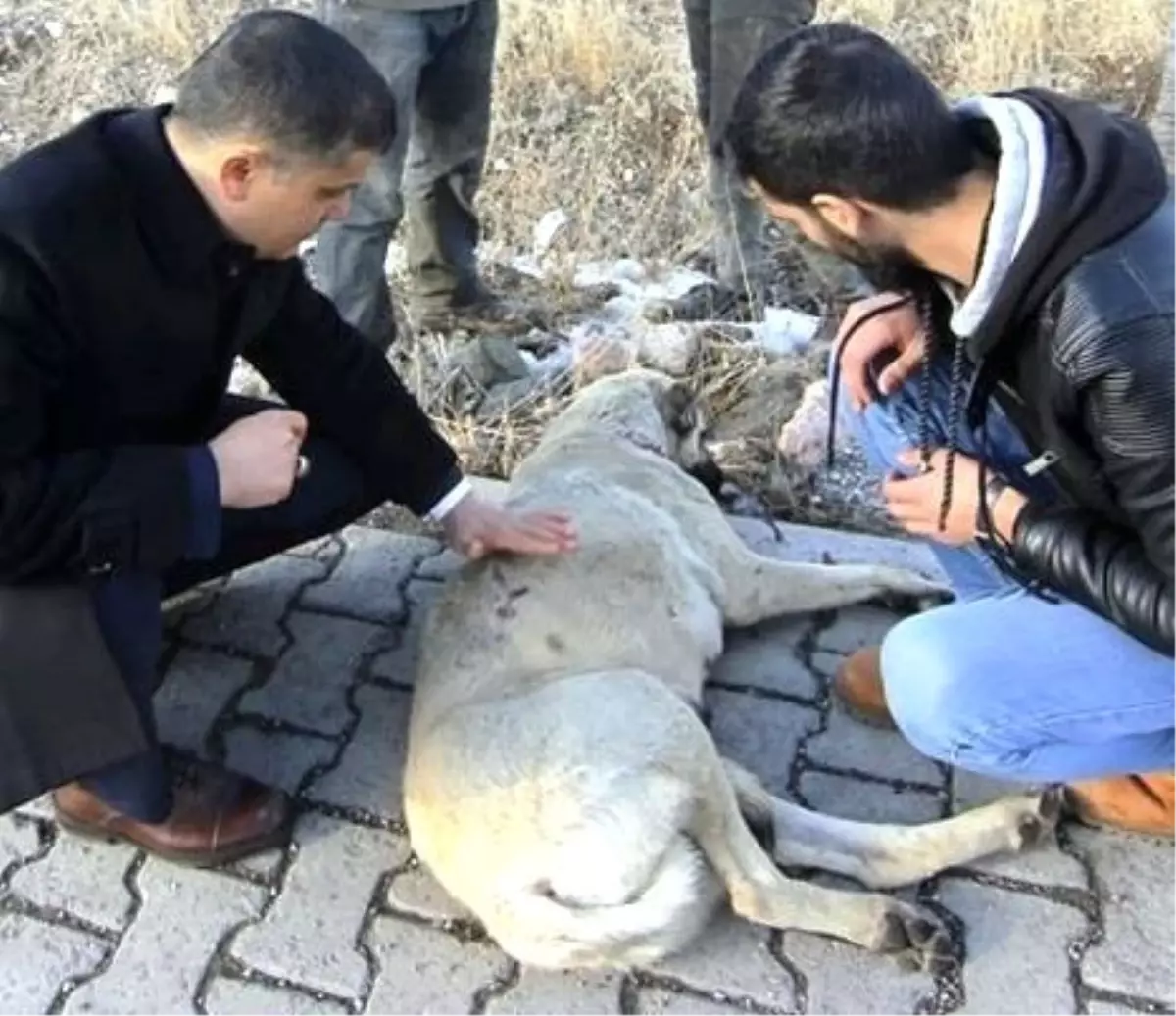 Kaymakamdan yaralı köpeğe şefkat eli