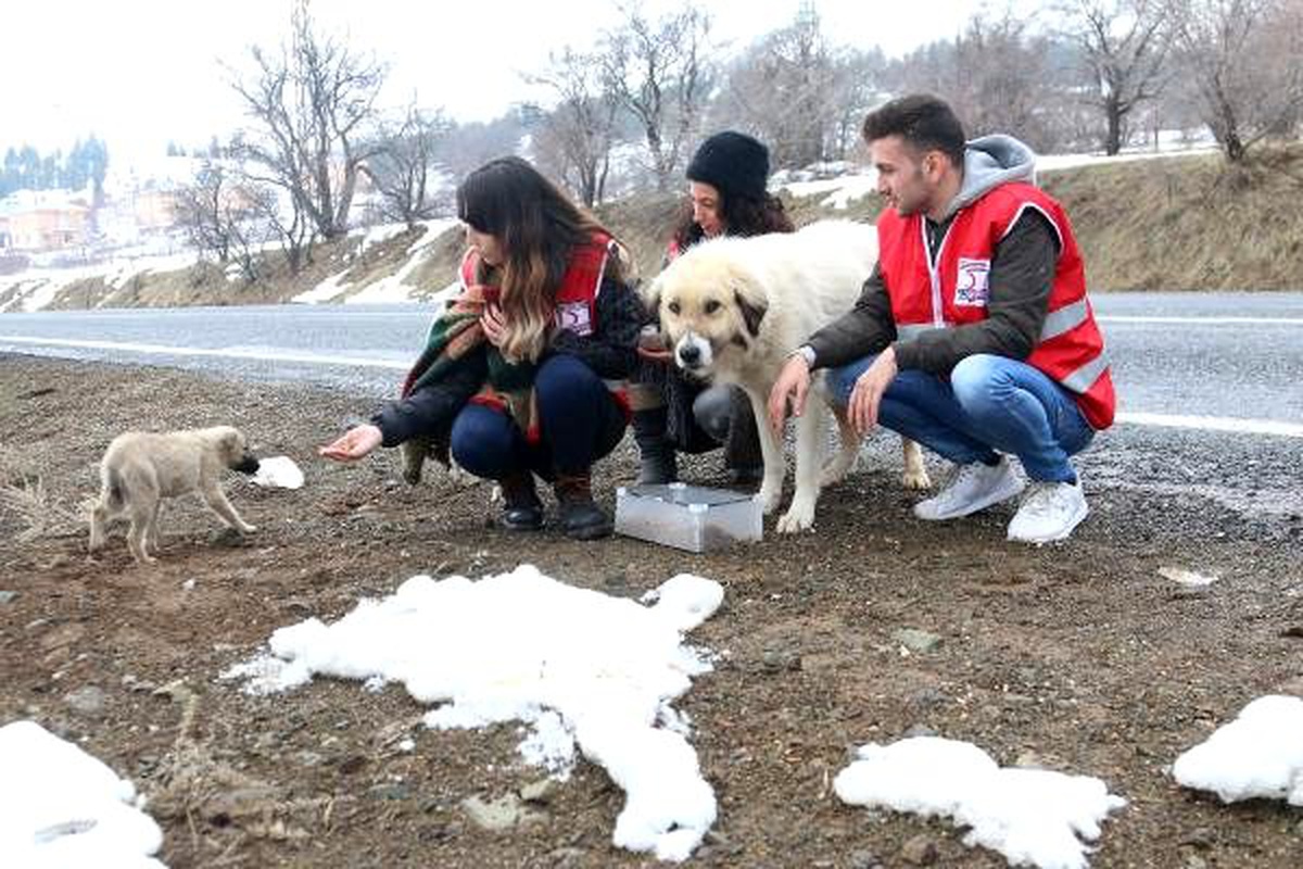 Kızılay\'dan deprem bölgesindeki hayvanlar için mama