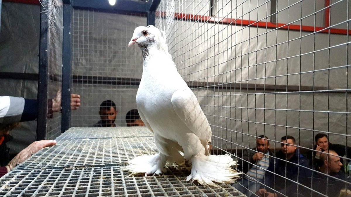 Nazilli\'de depremzedeler yararına mezat düzenlendi
