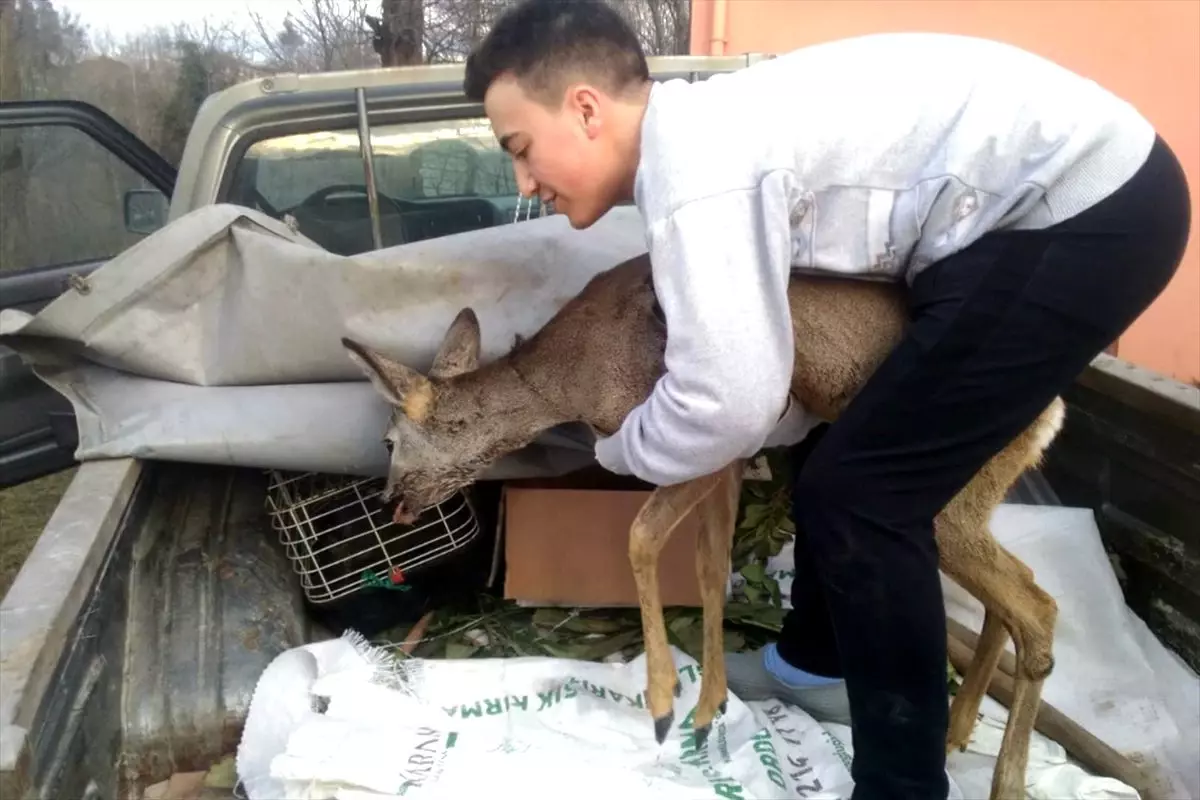 Ordu\'da lise öğrencisinin köpeklerden kurtardığı karaca tedaviye alındı