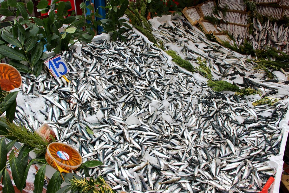 Sardalya tezgahları şenlendirdi