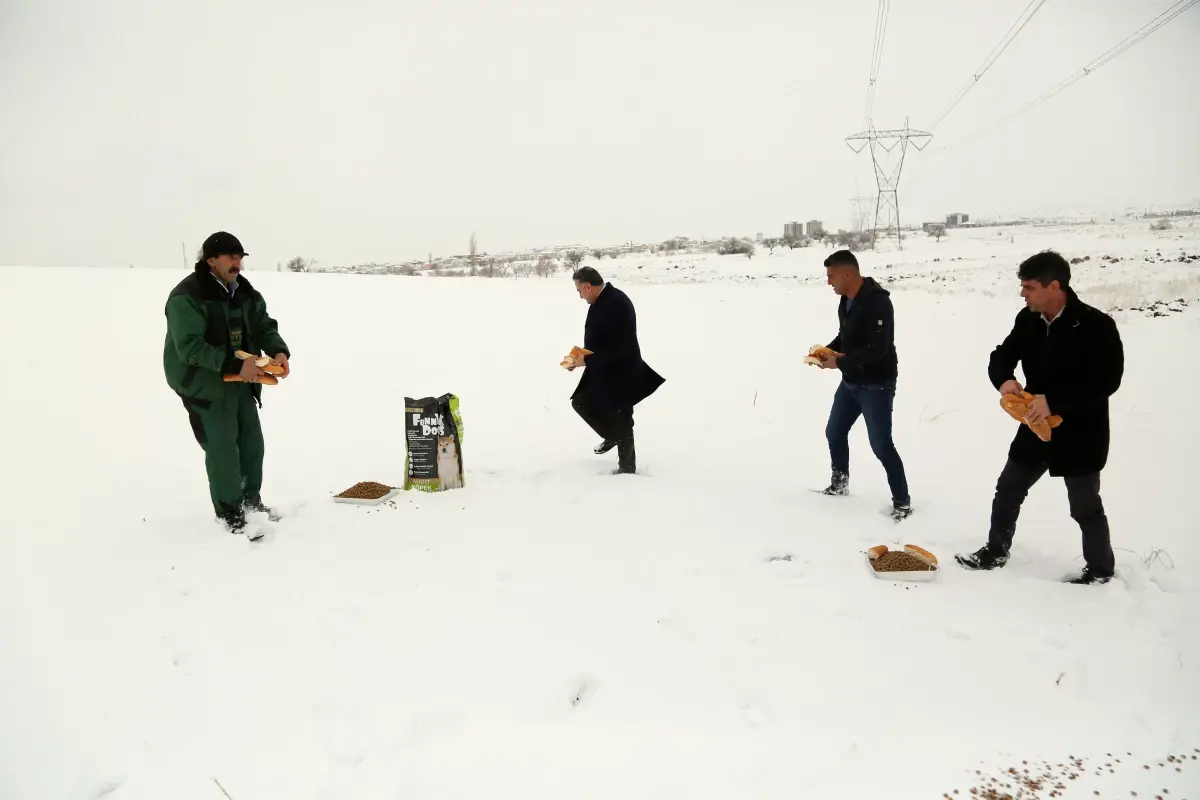 Cabbar Başkan doğadaki hayvanlar için yiyecek dağıttı