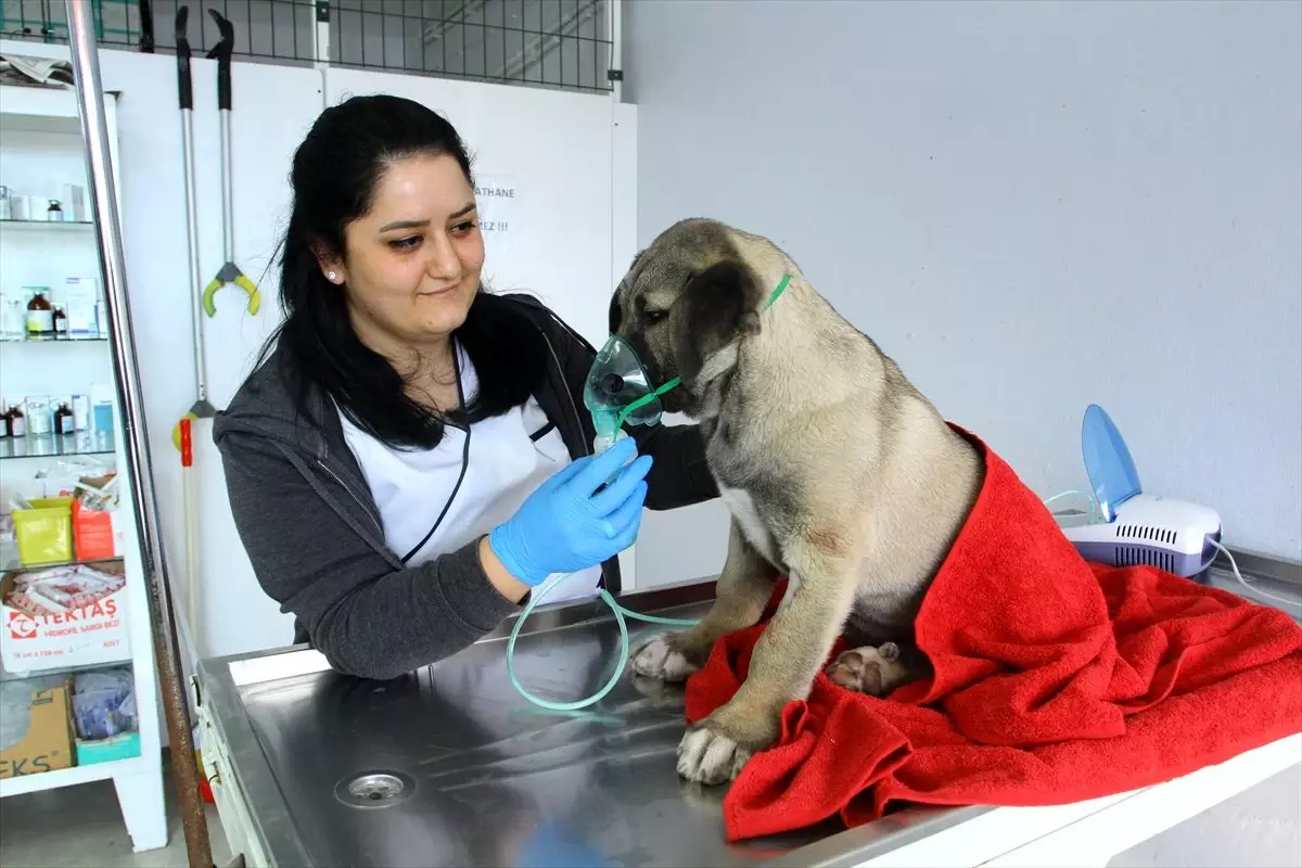 Kartal\'da kuyuya düşen yavru köpek itfaiye ekiplerince kurtarıldı