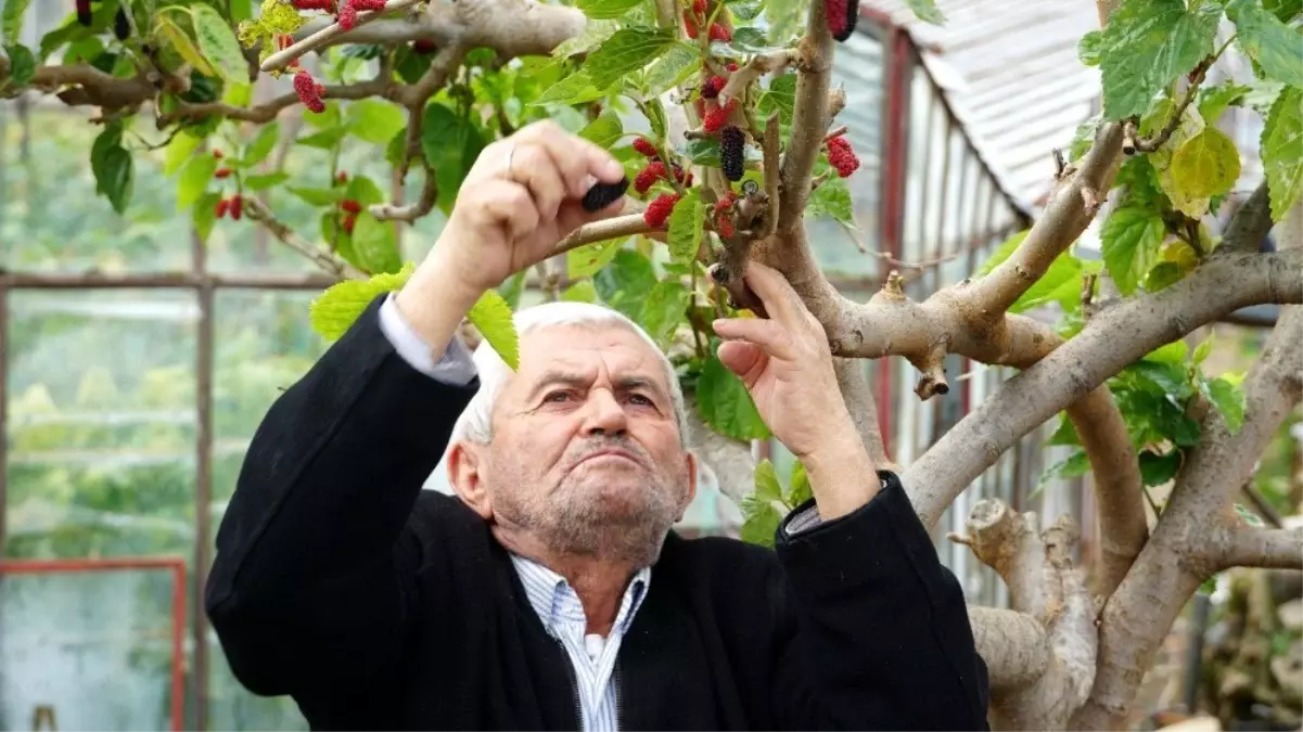 Kış ortasında dalından kırmızı dut yediler