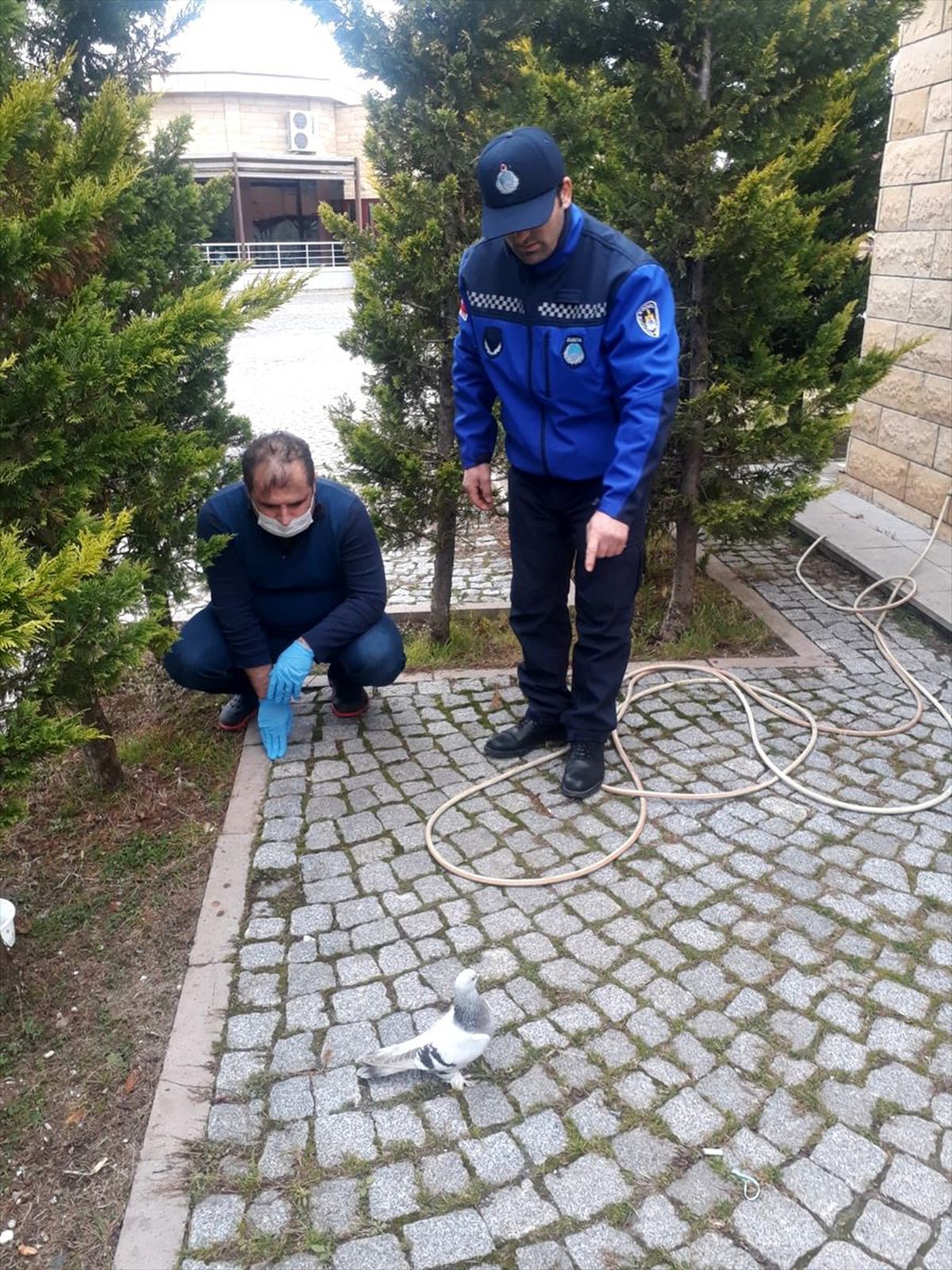 Kocaeli\'de yaralı bulunan güvercinler tedavi edildi