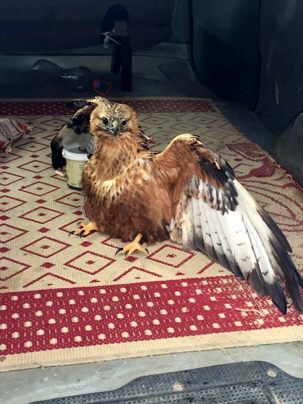 Niğde\'de bulunan hasta yaban keçisi ile kızıl şahin tedavi altına alındı