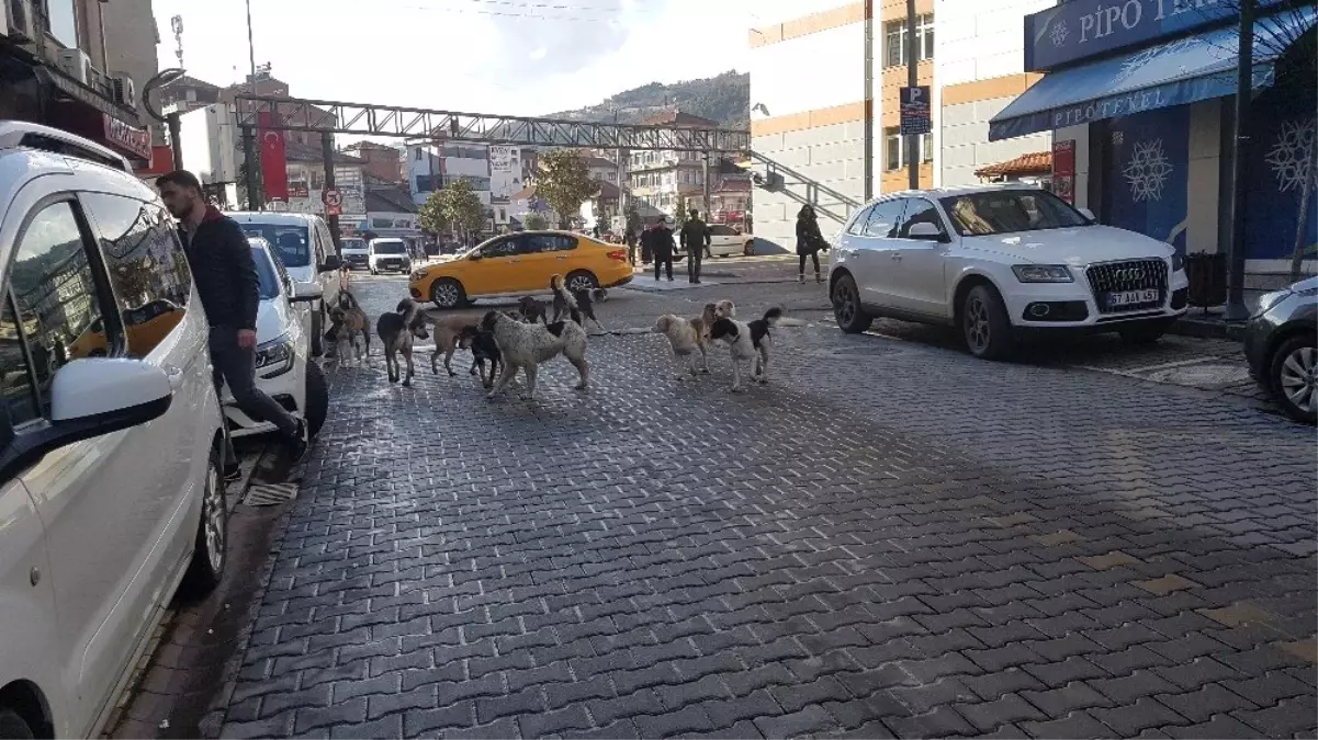 Devrek\'te köpek çetesi kol geziyor