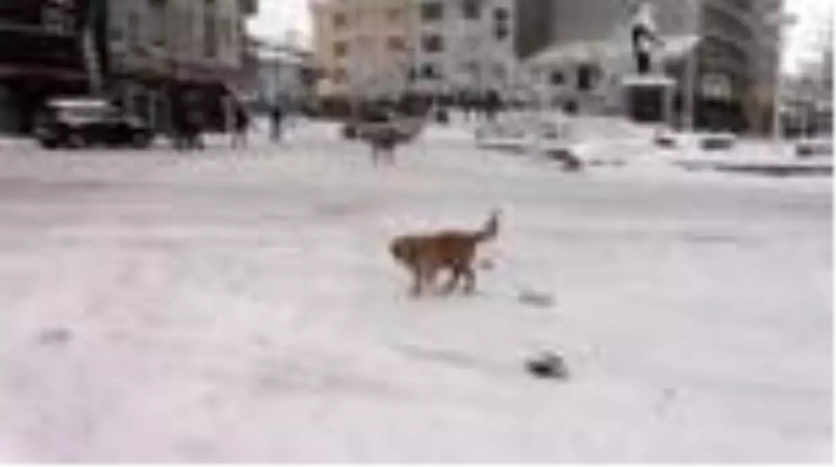 Sokak hayvanları için barınma alanlarına mama bırakıldı