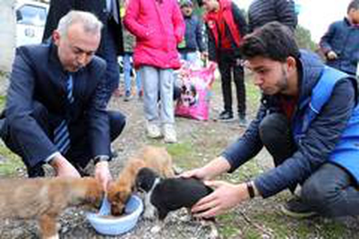 Belediye başkanı ve gönüllüler yavru köpekleri elleriyle besledi