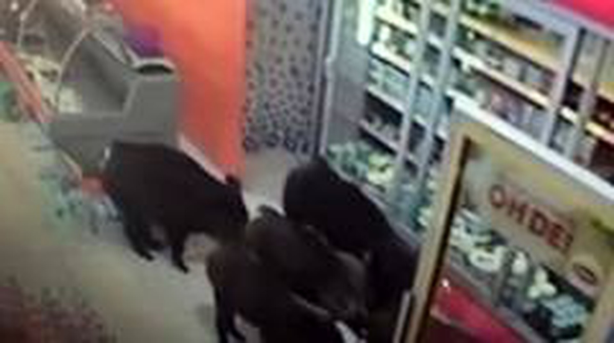 Bu mahalleyi domuzlar bastı