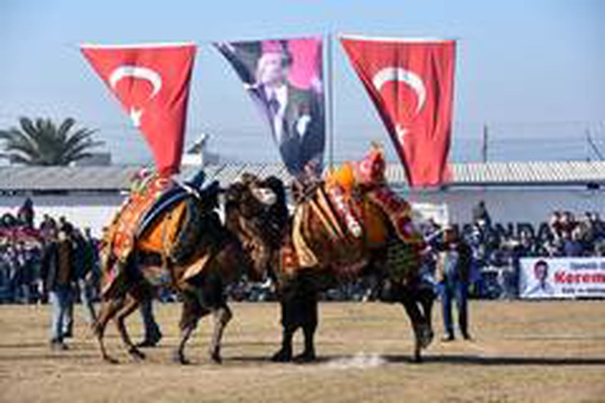 Helvacı Deve Güreşleri renkli görüntülere sahne oldu