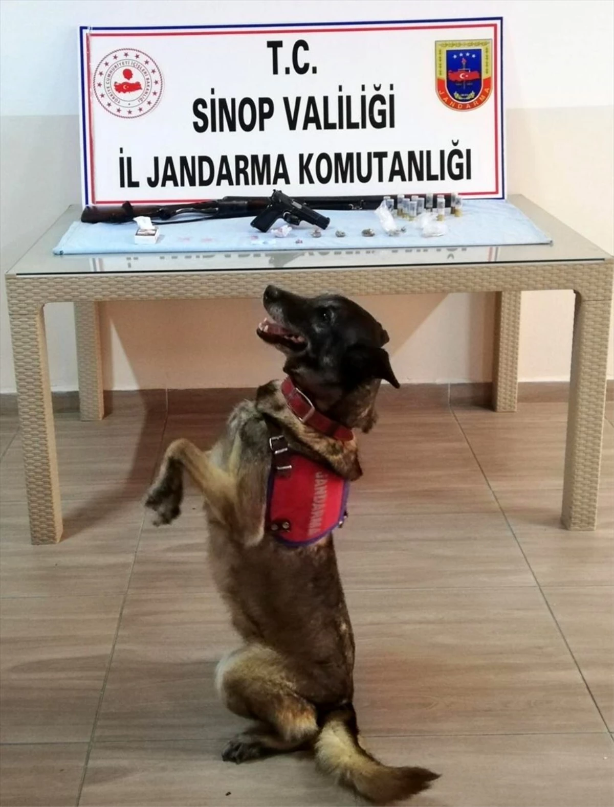 Sinop\'ta narkotik köpeği "Cudi" ile uyuşturucu operasyonu