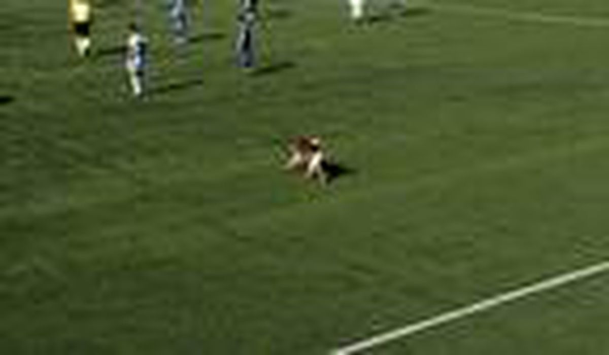 Tunceli\'de sahaya köpek girdi, maç durdu