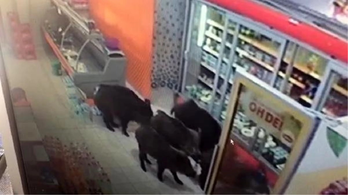 Yiyecek bulamayınca mahalleye inen domuzlar, markete girdi