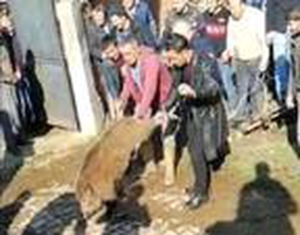Yiyecek bulamayınca mahalleye inen domuzlar, markete girdi (2)