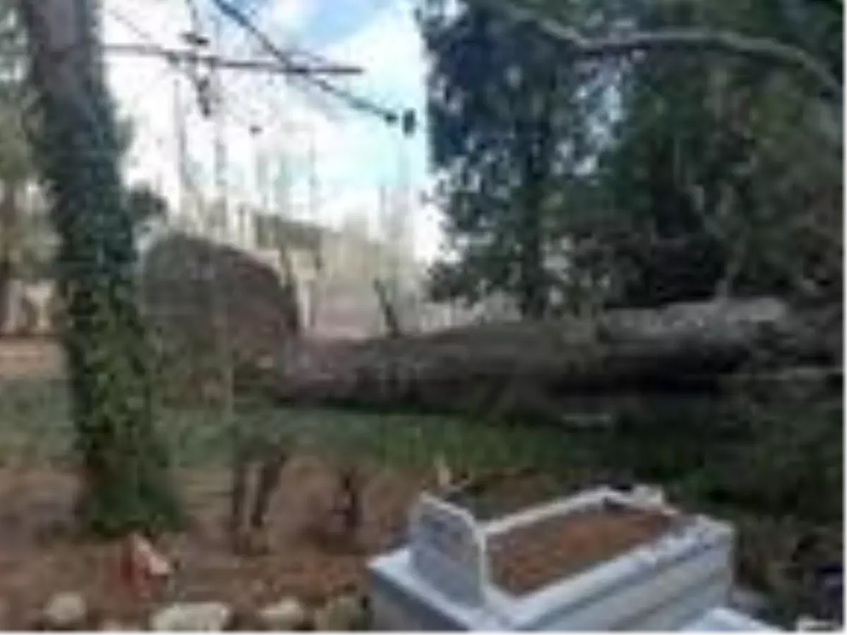 Çam ağacı üzerine devrildiği 7 mezara zarar verdi