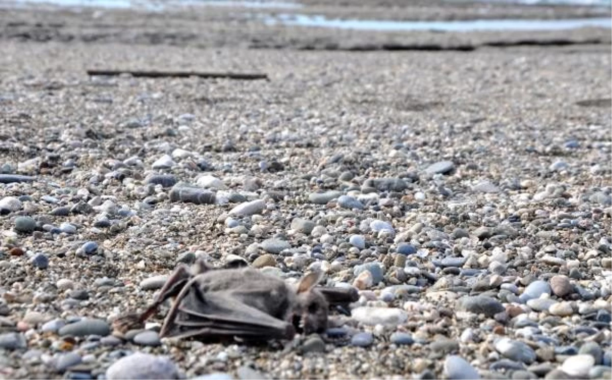 Gazipaşa\'da sahilde 2 yarasa ölüsü bulundu
