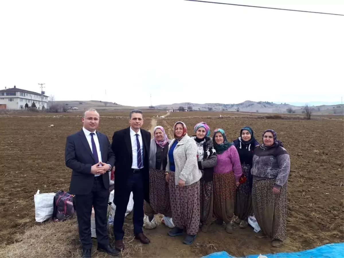 Sarımsak tarlasında çalışanların yevmiyesi 90 lira olarak belirlendi