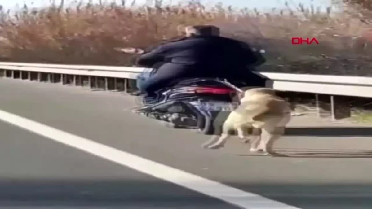 Aydın köpeği, motosikletinin arkasına bağlayıp götürmesi tepki çekti