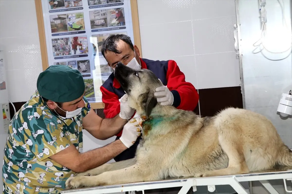 Boynundaki tasma ile "ölüme" terk edilen köpek kurtarıldı