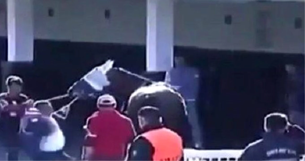 İzmir\'de yarış atına şiddet canlı yayına yansıdı! TJK\'dan kınama geldi