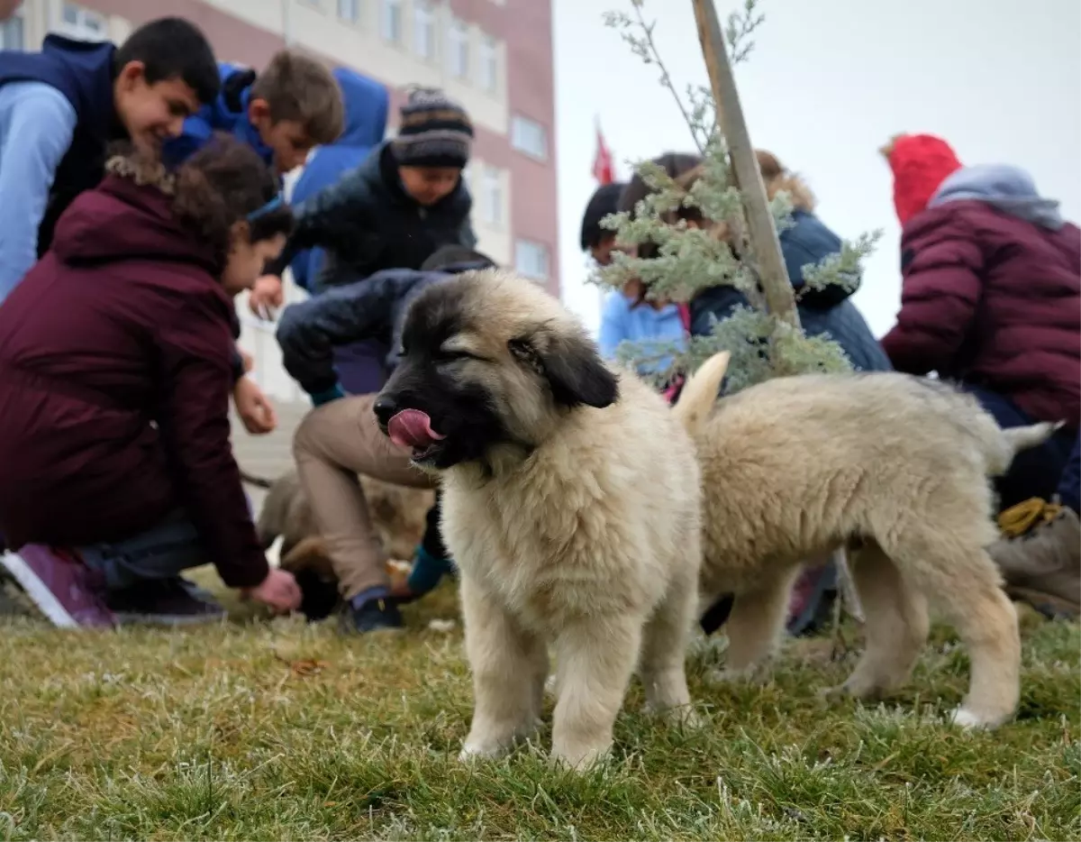 (Özel) Sokakta kalan 9 yavru köpek için öğrenciler ve eğitimciler seferber oldu