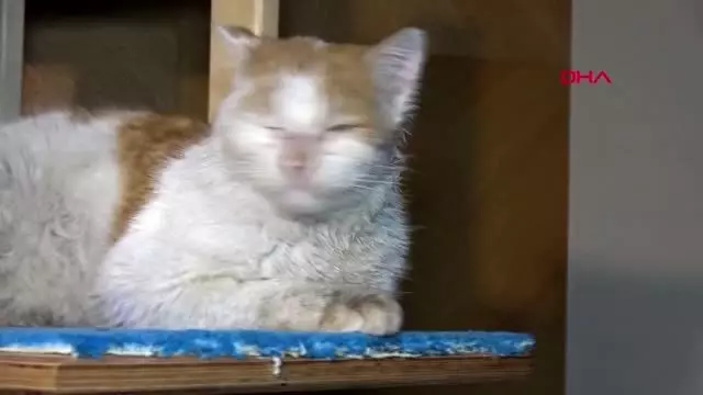 Antalya kedi ’toros’un yeni evi, başkanın makamı Son Dakika