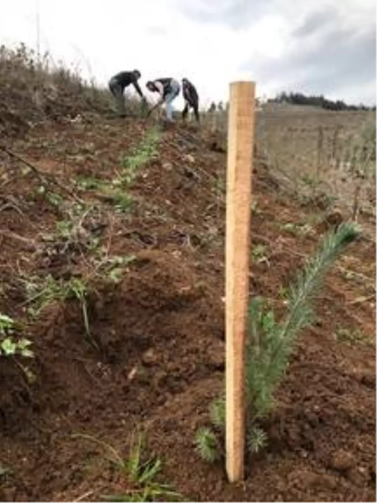 Hatıra ormanına fidan dikerek ceza almaktan kurtuldular