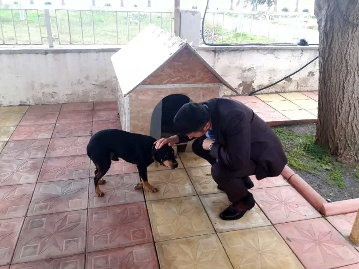 Kaymakam Yalçın, yaralı köpeği sahiplendi