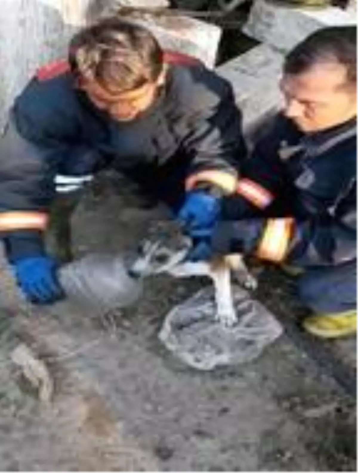 Başı plastik bidona sıkışan yavru köpek kurtarıldı