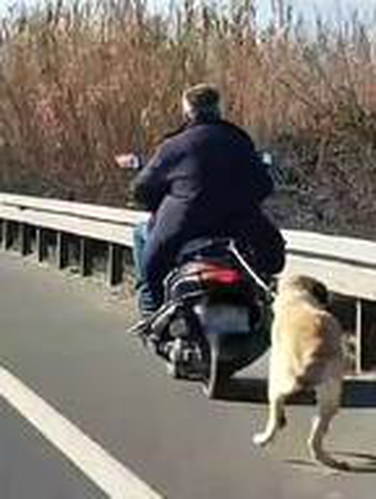 Motosikletle sürüklenen köpek ölmek üzereyken bulundu