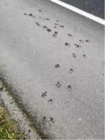 Motosikletle sürüklenen köpek ölmek üzereyken bulundu Son Dakika