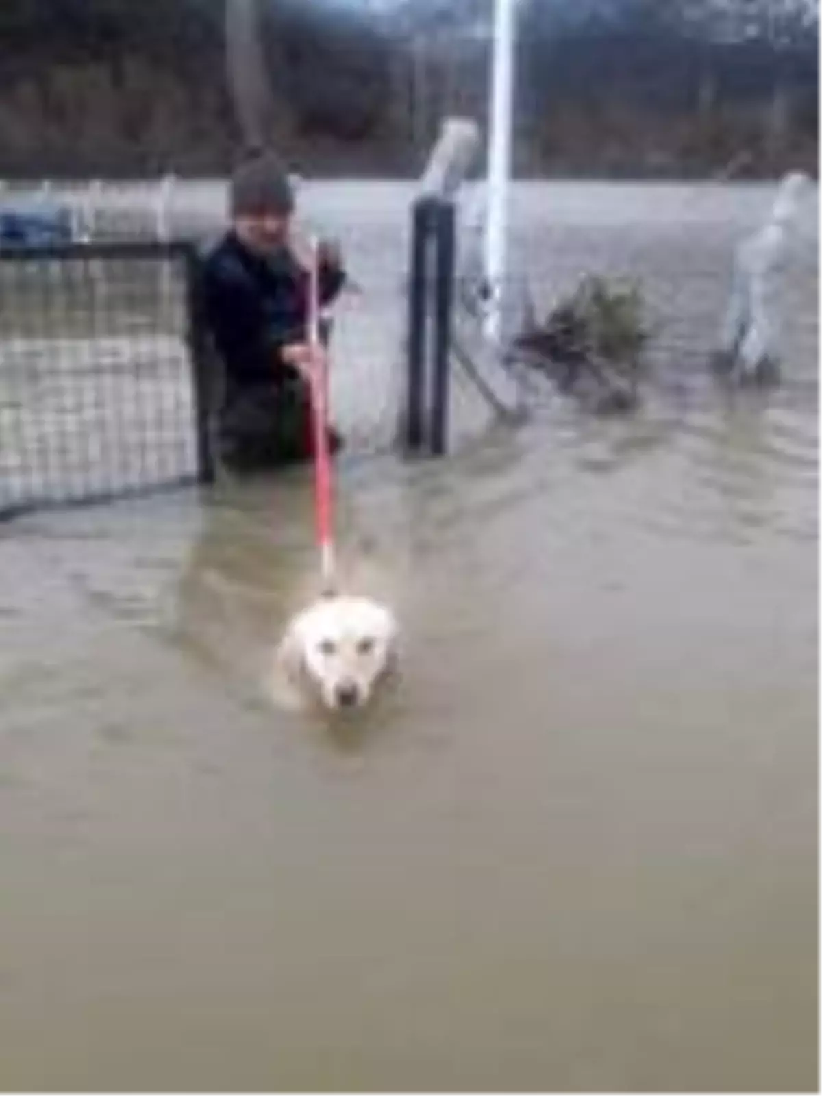 Sel sularında mahsur kalan köpek kurtarıldı