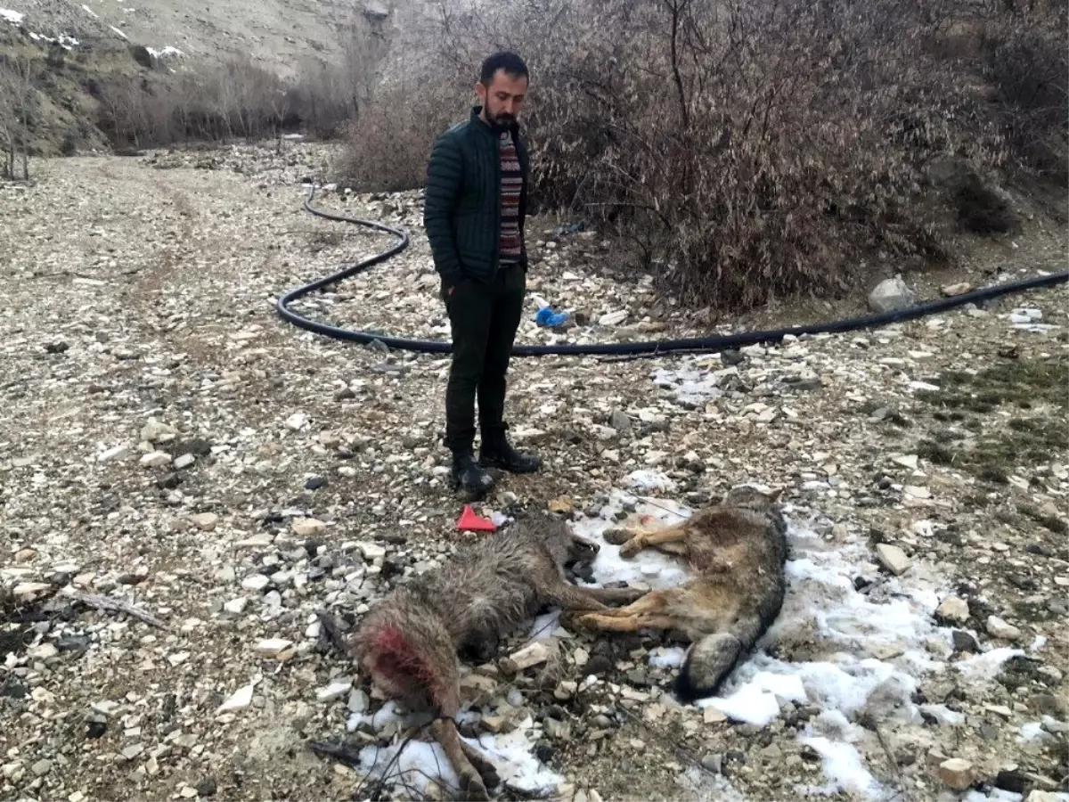 Sürüye dadanan kurtları, kangallar telef etti