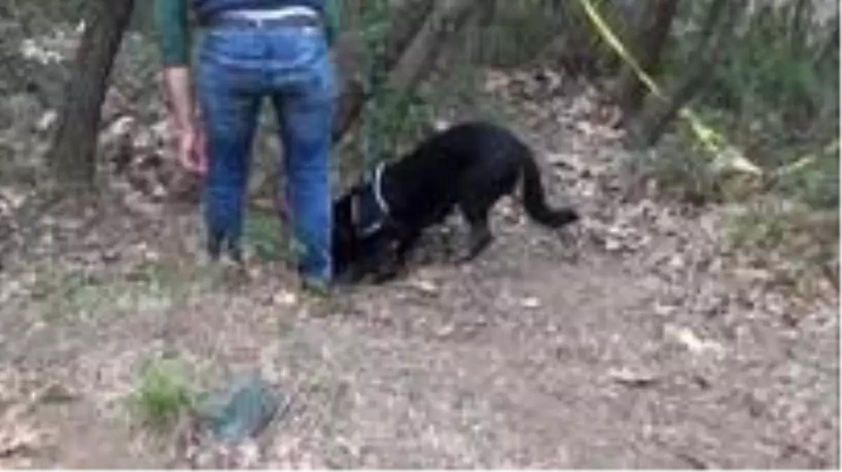 Büyükşehirleri kana bulayacaklardı, işte böyle yakalandılar