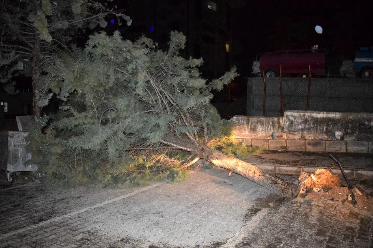 Malatya\'da şiddetli fırtına ağacı kökünden söktü