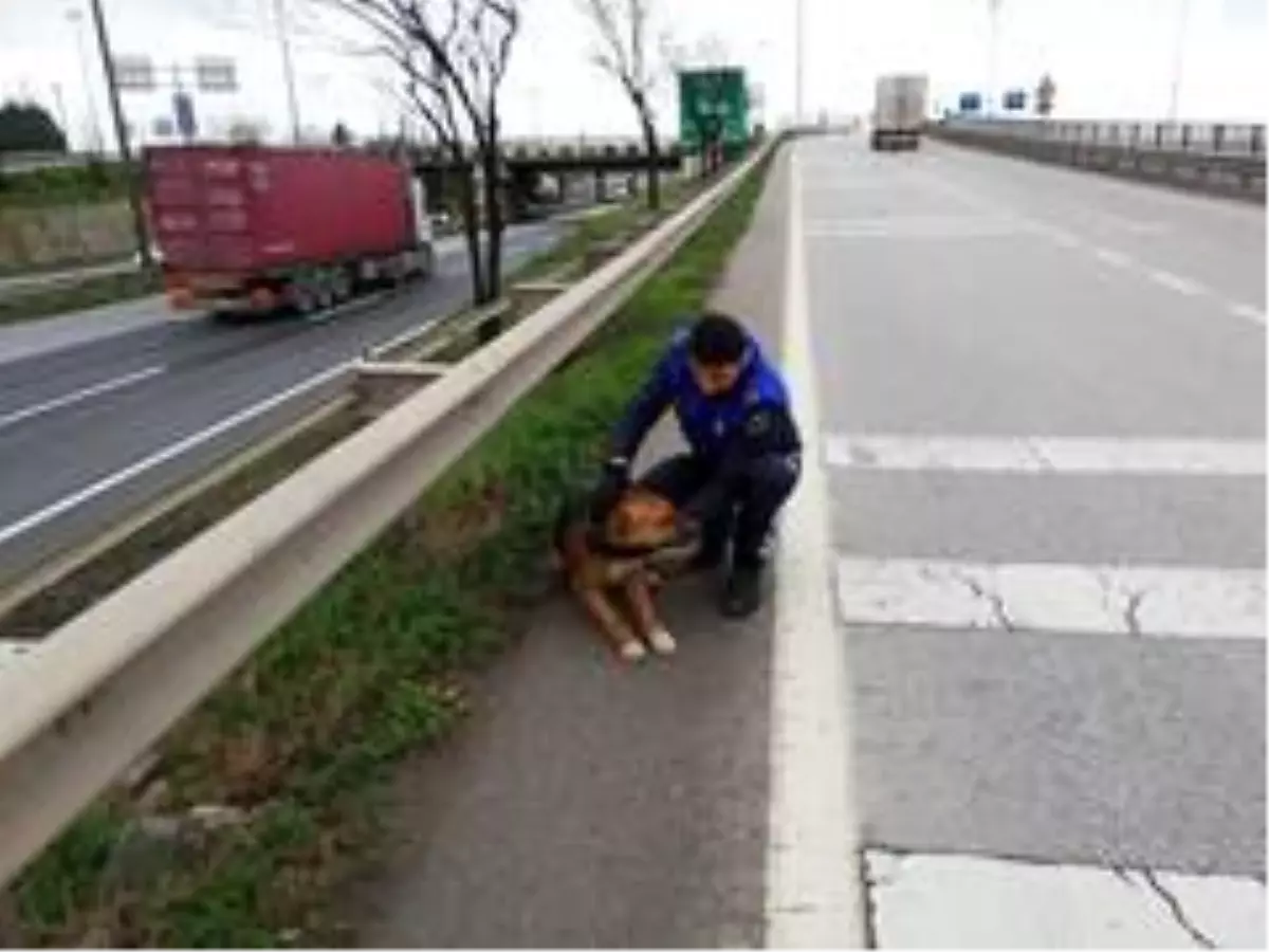 Yaralı köpek tedavi altına alındı