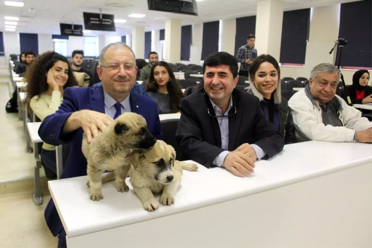 Yavru köpekler hukuk dersinde