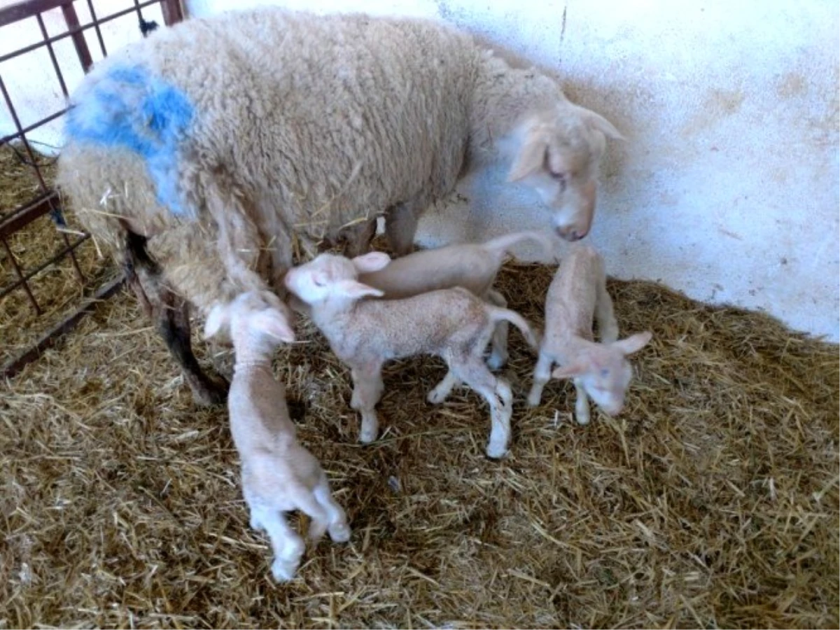 Ziraat Fakültesi Çiftliğinde koyun üretim verimliliği artıyor