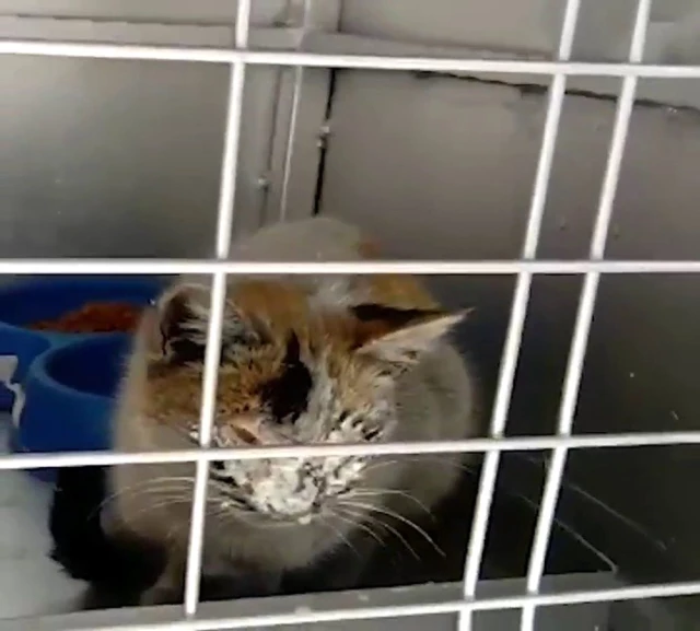 12 gün sonra enkazdan kurtarılan kedi için duygusal paylaşım Son Dakika