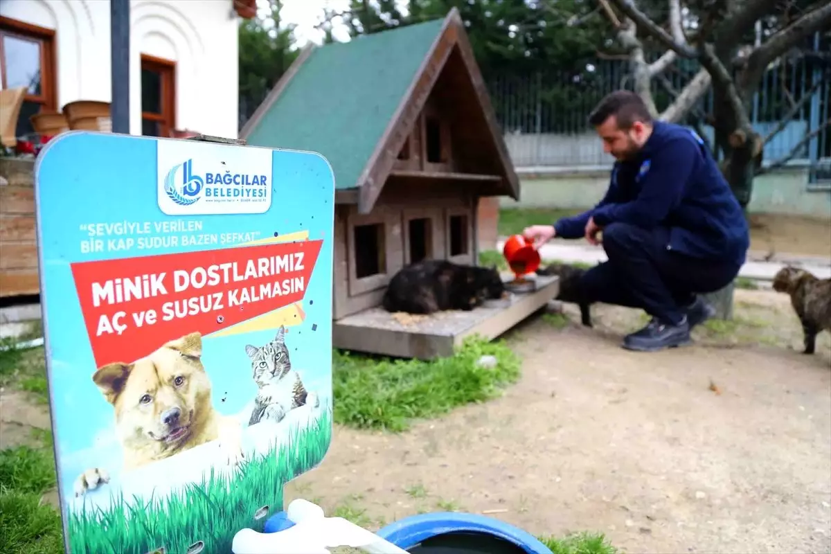 Bağcılar Belediyesinden sokak hayvanlarına yiyecek