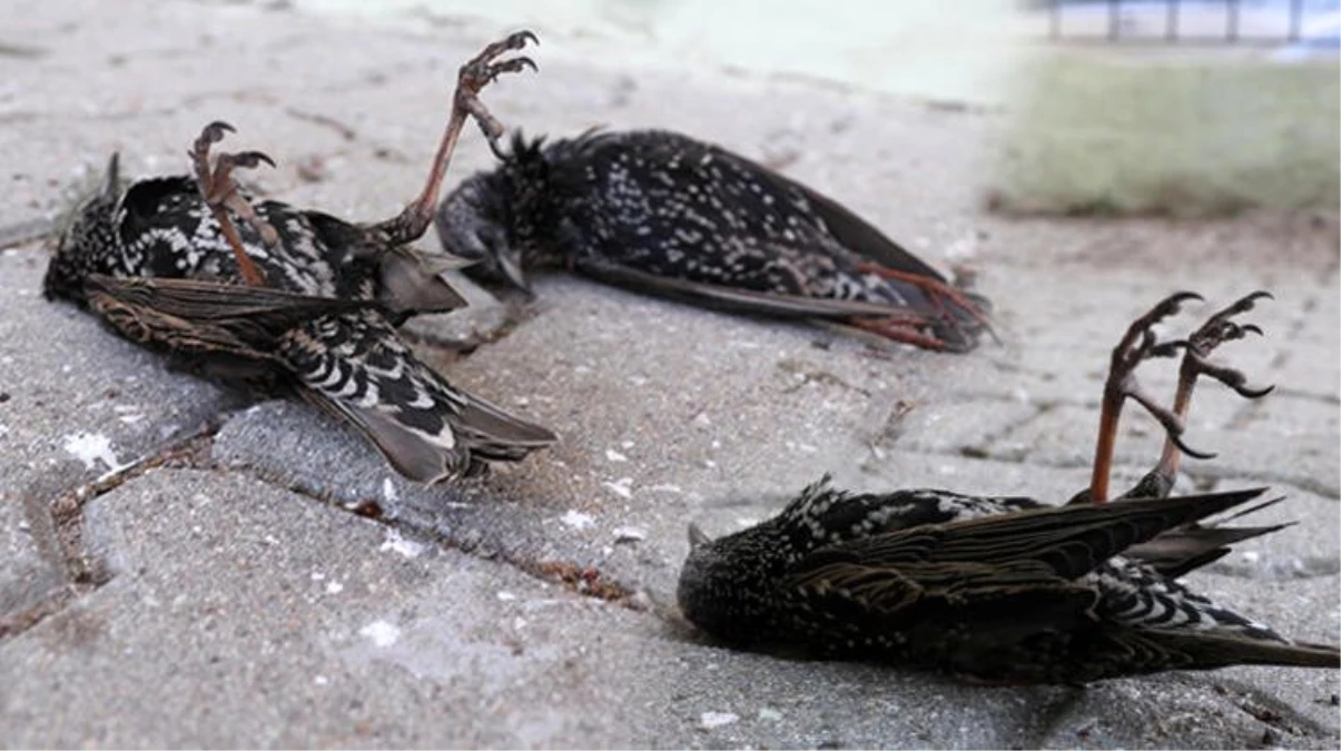 Edirne\'de korkutan görüntü! Hava sıcaklığı düştü, kuşlar donarak öldü
