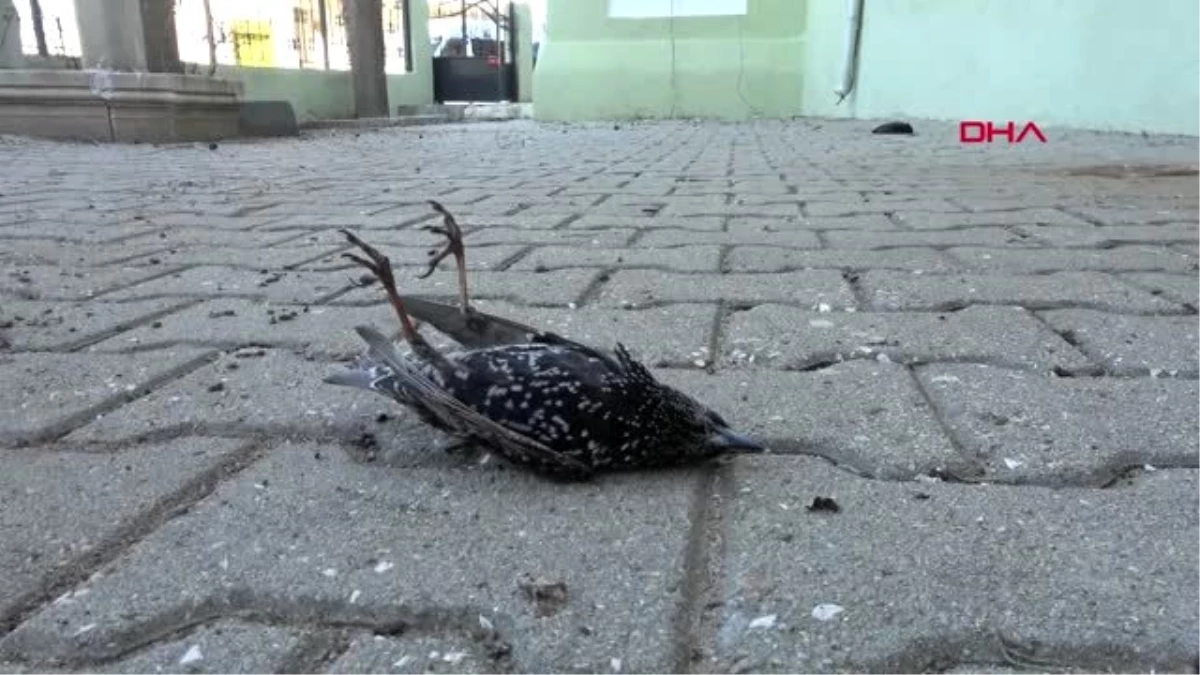 Edirne hava sıcaklığı düştü, kuşlar donarak öldü