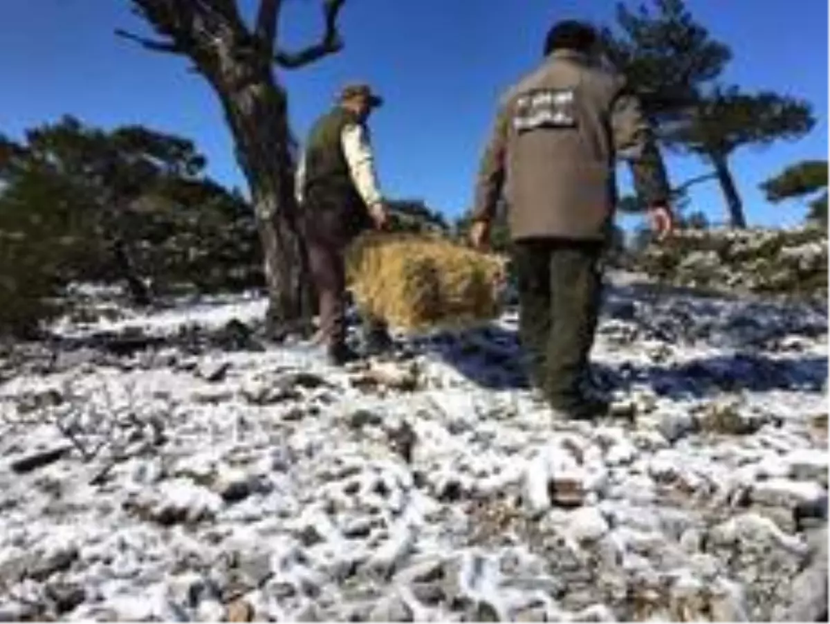 Ekipler, Aydın\'da kara alışık olmayan yaban hayvanları için seferber oldu