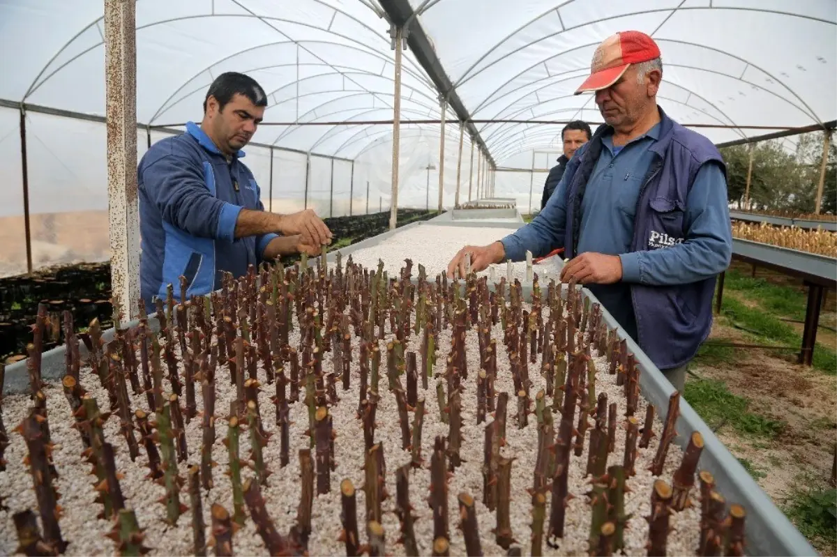 Erdemli çiçek serası yenileniyor