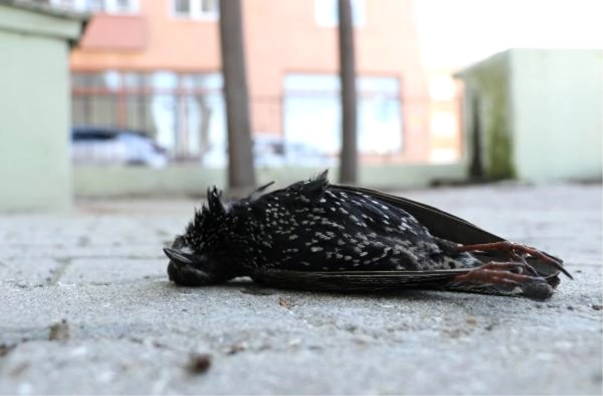 Hava sıcaklığı düştü, kuşlar donarak öldü