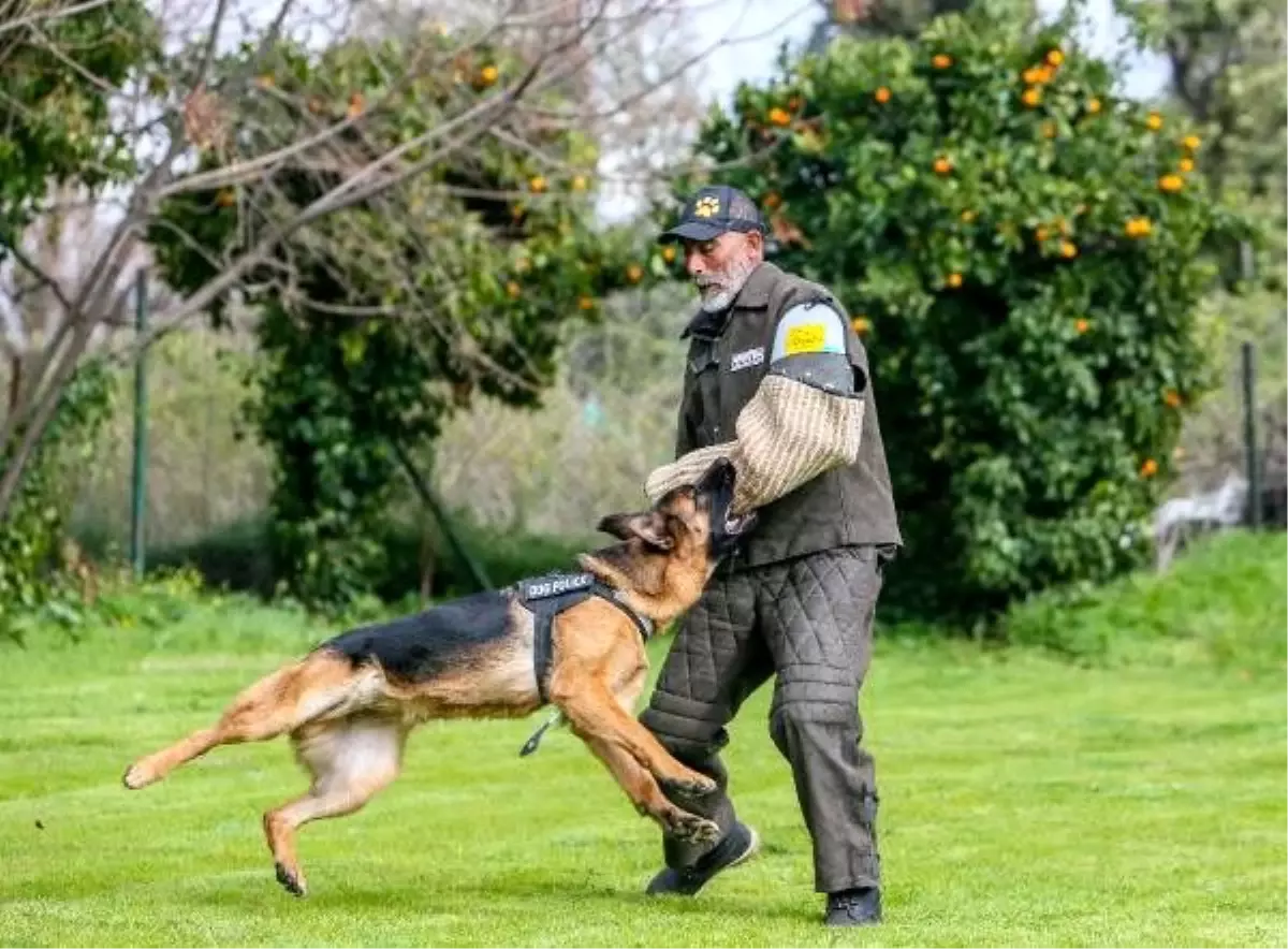 Alman kurt köpeklerine, özel eğitim